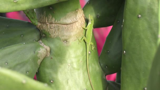 Noordelijke Groene Anolis Een Cactus Florida — Stockvideo