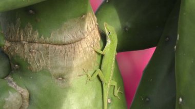 Florida'da bir kaktüs üzerinde kuzey yeşil anole