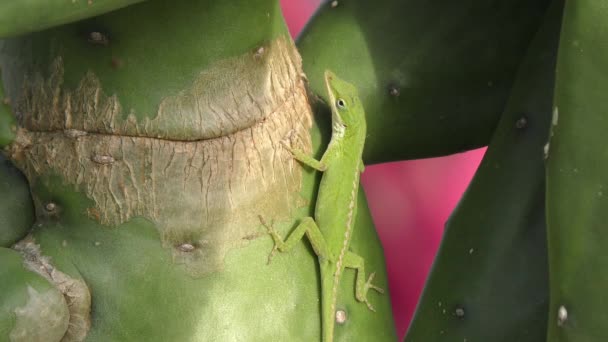 Die Nördliche Grüne Anole Auf Einem Kaktus Florida — Stockvideo