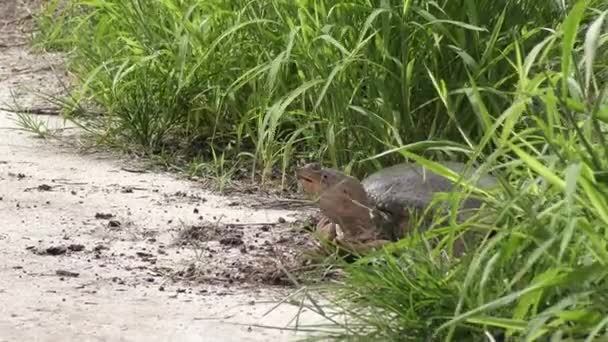 Velká Želva Vejde Floridské Mokřady — Stock video