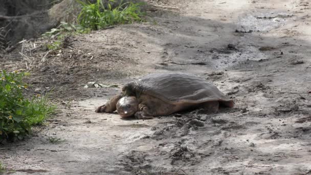 Grote Softshell Schildpad Wandelingen Florida Wetlands — Stockvideo