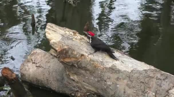 Woodpecker กองในฟลอร — วีดีโอสต็อก
