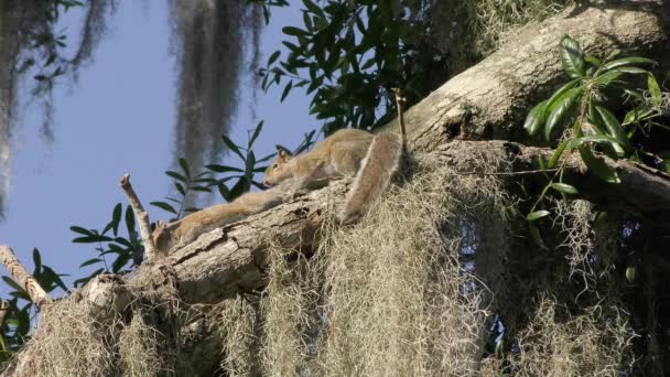 Two Eastern Gray Squirrels Tree Florida Wetlands — Stock Video