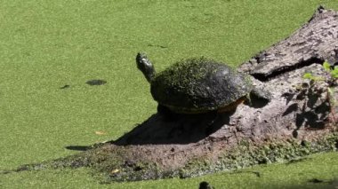 Florida bataklığında büyük kaplumbağa güneşlenme