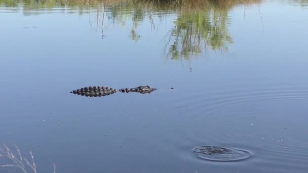 Vissen Springen Rond Een Grote Alligator Florida Lake — Stockvideo