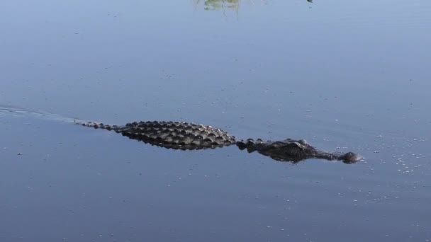 Bardzo Duży Aligator Płodzi Jeziorze Florydzie — Wideo stockowe