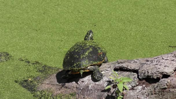 Stor Sköldpadda Sunning Florida Swamp — Stockvideo