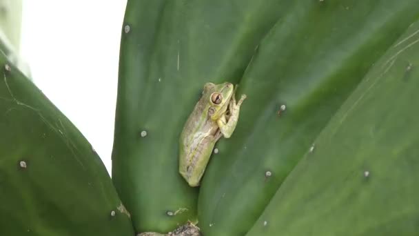 Rana Verde Del Árbol Sentada Sobre Una Hoja Cactus — Vídeo de stock