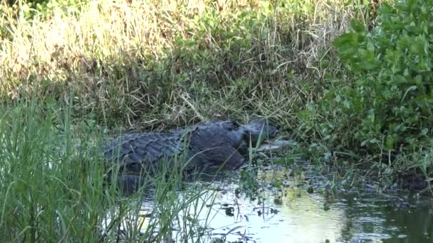 Alligator Manger Une Grande Tortue Molle Floride Zones Humides — Video