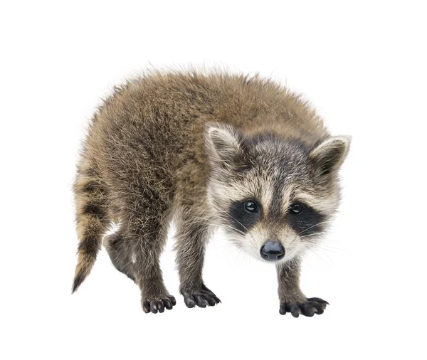 Baby Raccoon porträtt på vit bakgrund — Stockfoto