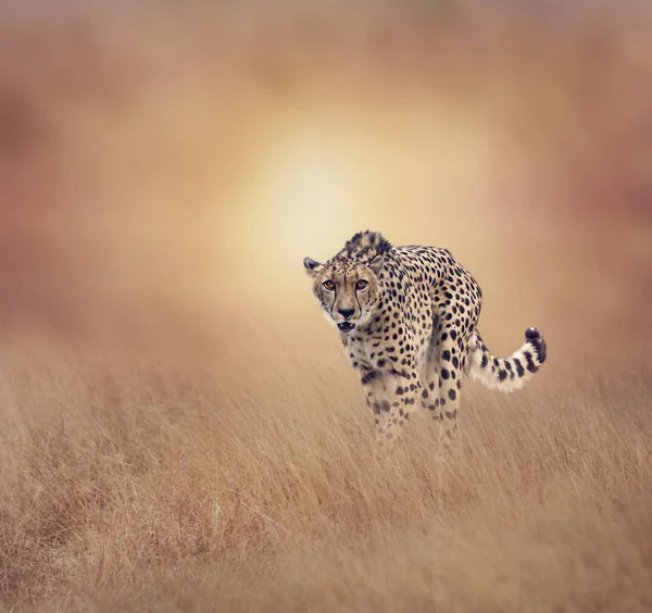 Cheetah wandelen in het grasland — Stockfoto