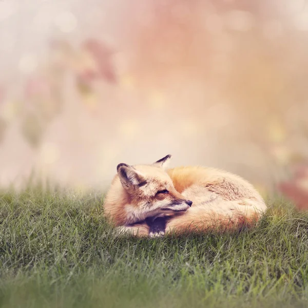 Red Fox rusten in het gras — Stockfoto