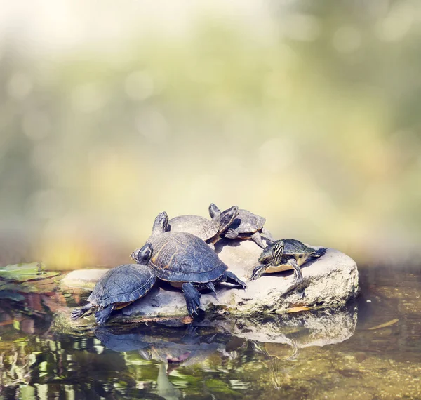 Florida Turtles Sunning on the rocks — Stock Photo, Image