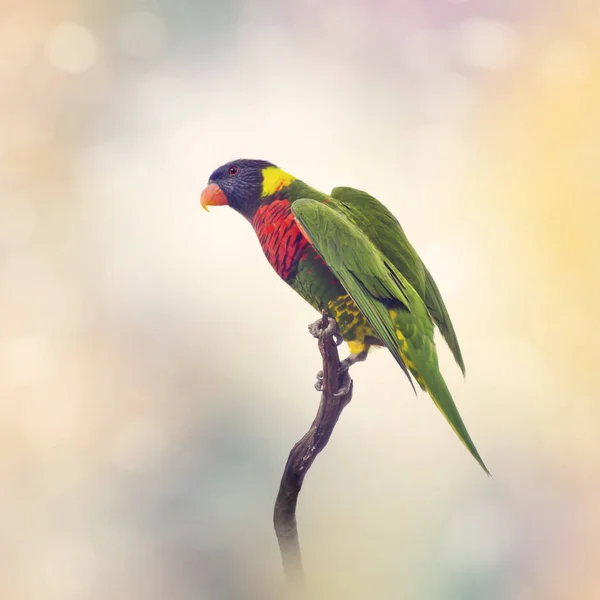 Lorikeet arcobaleno su un ramo — Foto Stock