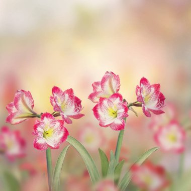 Bahçede Amaryllis çiçekleri