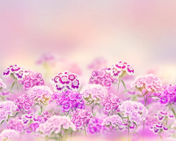 Rózsaszín és lila szegfűvirágok a háttérben — Stock Fotó