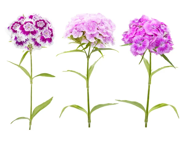 白色背景上的粉红色和紫色康乃馨花 — 图库照片