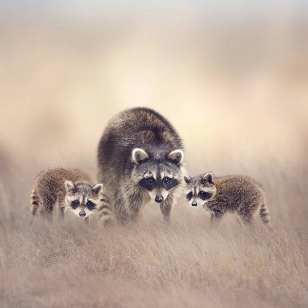 Rodzina Raccoon na użytków zielonych — Zdjęcie stockowe