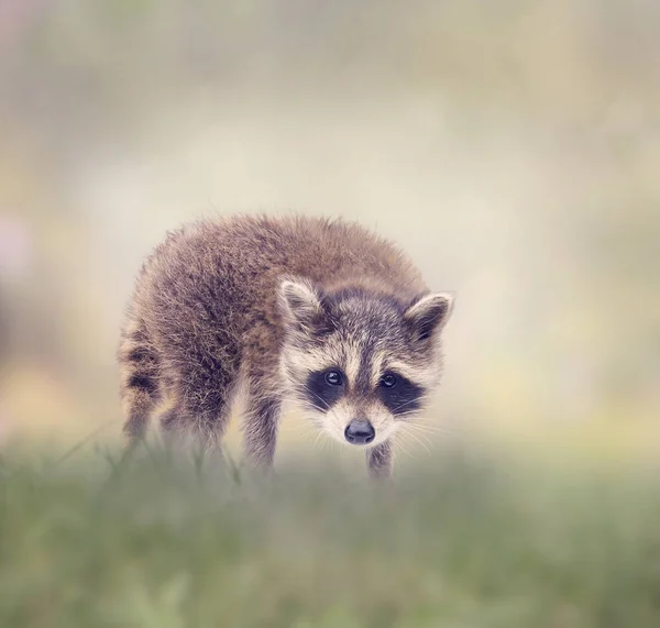 Baby wasbeer wandelen in het gras — Stockfoto