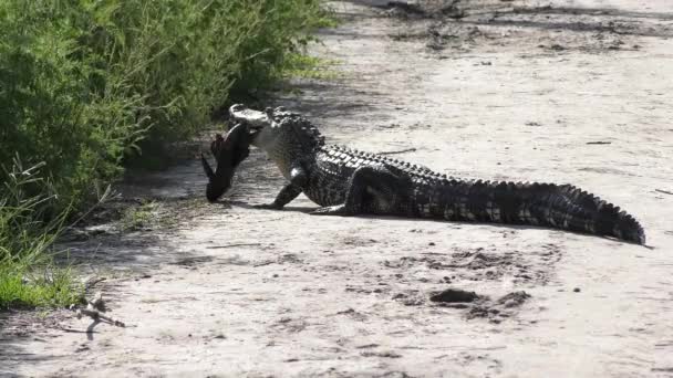 Alligator Voedt Een Grote Vis Een Parcours Florida Wetlands — Stockvideo