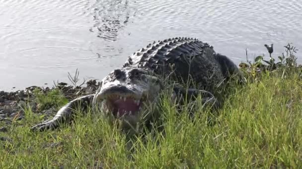 Grande Jacaré Descansando Grama Perto Lago Flórida — Vídeo de Stock