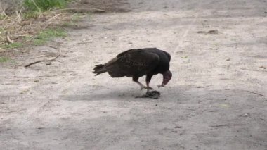 hindi akbaba Florida sulak ölü bir balık beslenir