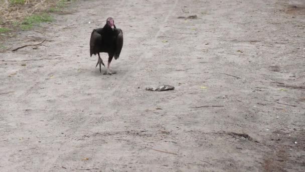 Krůtí Supi Krmí Mrtvých Rybách Floridských Mokřadech — Stock video