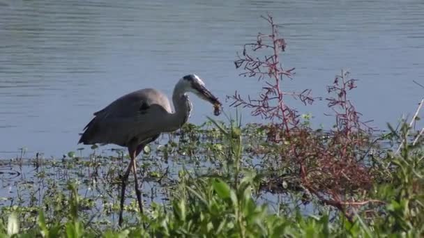 Grande Airone Blu Nutre Gamberi Florida Zone Umide — Video Stock