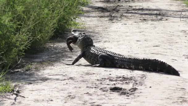 Alligator Feeds Large Fish Trail Florida Wetlands — Stock Video