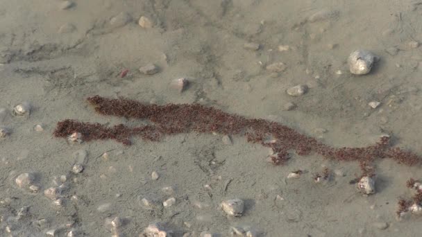 Kolonie Roter Feuerameisen Auf Dem Wasser Nach Regen Florida — Stockvideo