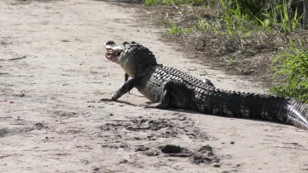 Alligator Feeds Large Fish Trail Florida Wetlands — Stock Video