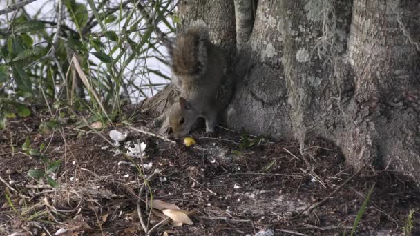 Scoiattolo Mangia Uovo Tartaruga Florida Zone Umide — Video Stock