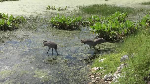 フロリダの池で砂丘クレーン家族の餌 — ストック動画