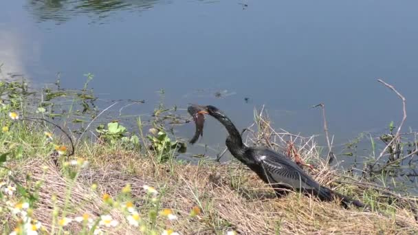 Anhinga Καταπίνει Ένα Ψάρι Κοντά Στη Λίμνη Στη Φλόριντα — Αρχείο Βίντεο