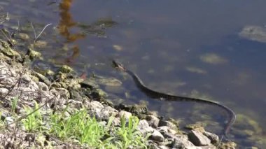 bantlı su yılanı Florida'da bir gölette yüzüyor