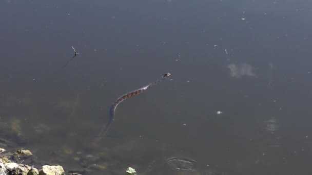 Banded Water Snake Swims Pond Florida — Stock Video