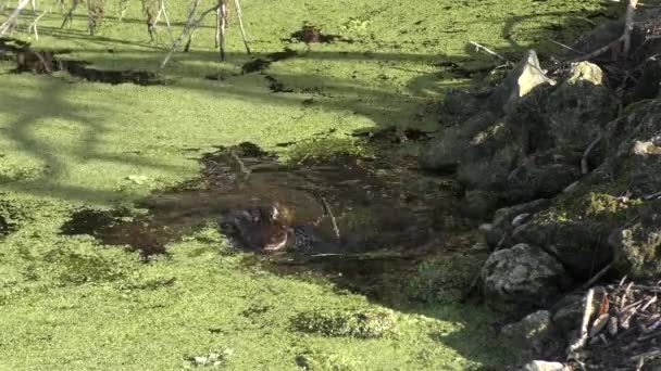 Young Alligator Äter Stor Fisk Florida Pond — Stockvideo