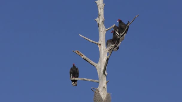 Abutres Peru Poleiro Uma Árvore Zonas Húmidas Flórida — Vídeo de Stock