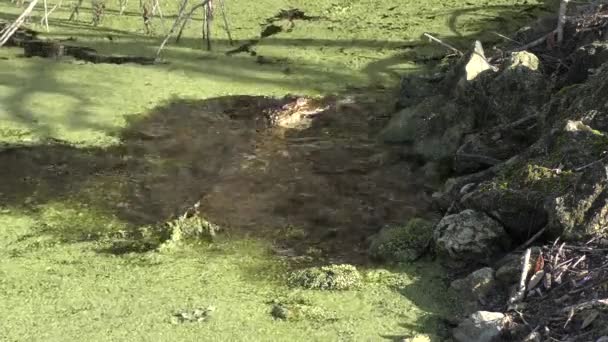 Young Alligator Eats Large Fish Florida Pond — Stock Video