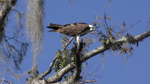 Osprey Alimenta Peixes Zonas Húmidas Flórida — Vídeo de Stock