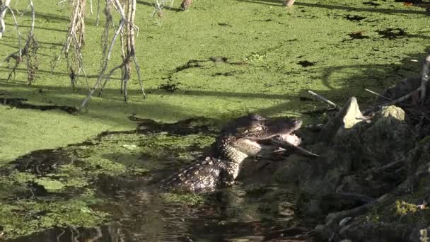 Caimán Joven Come Pez Grande Estanque Florida — Vídeos de Stock