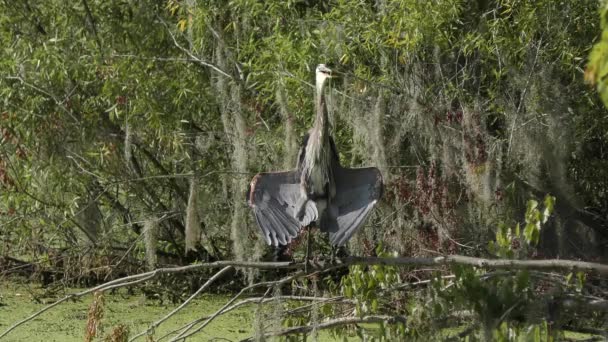 Great Blue Heron Sunning Florida Wetlands — Stock Video