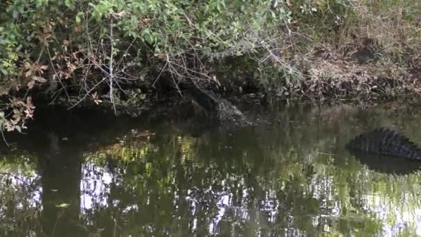 Stor Alligator Träffar Vatten Med Ett Högt Stänk Florida Canal — Stockvideo