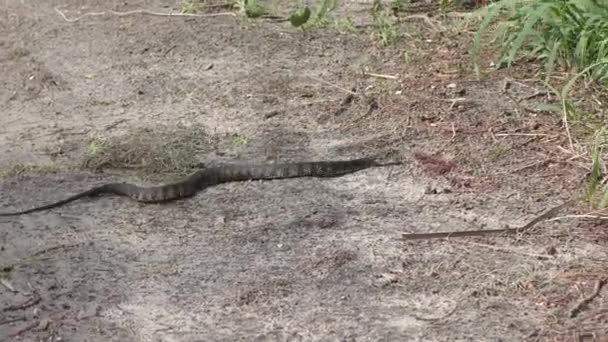 Banded Water Snake Slithers Florida Wetlands — Stock Video
