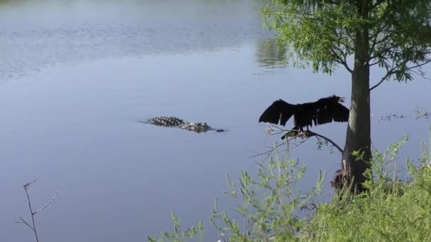 Anhinga Alligator Florida Wetlands — Stockvideo