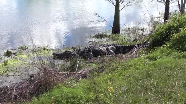 Большой Аллигатор Загорающий Возле Озера Флориде — стоковое видео