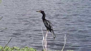 anhinga Florida gölü yakınında küçük bir balık beslenir