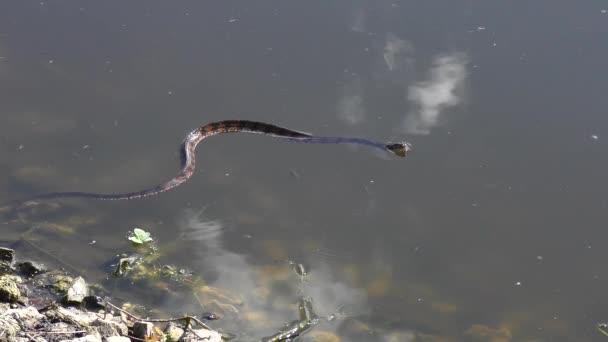 Gestreepte Water Slang Zwemt Een Vijver Florida — Stockvideo