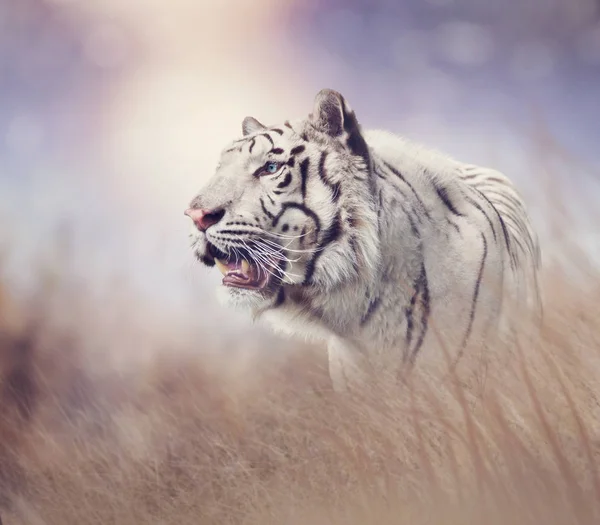 White Tiger in het grasland — Stockfoto