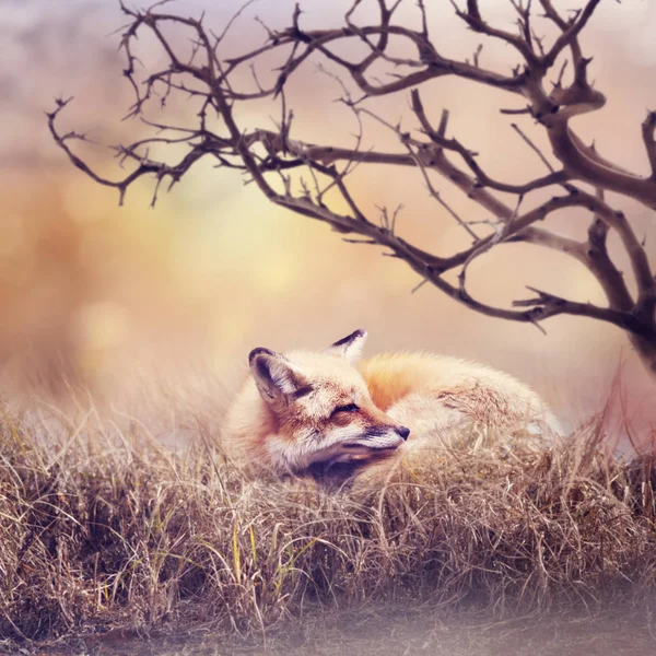 Red Fox rusten in het gras — Stockfoto